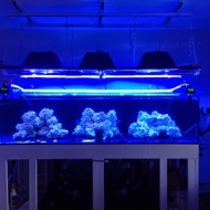 Reef Tank Cover