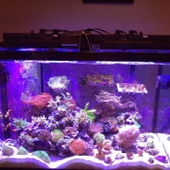Reef Tank Cover